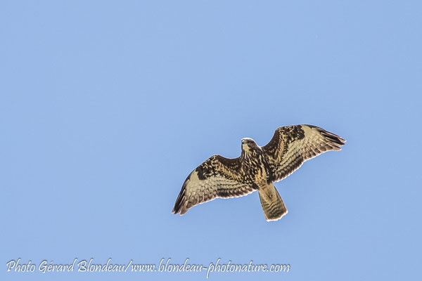 Buse variable