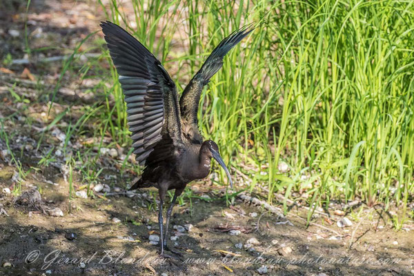 Ibis falcinelle