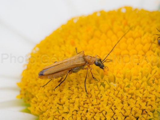 Oedémère ochracé (Oedemera podagrariae) femelle.