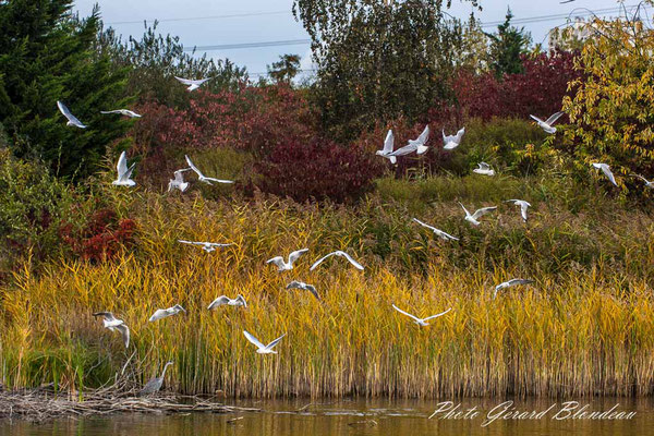 Mouettes rieuses aux Chanteraines