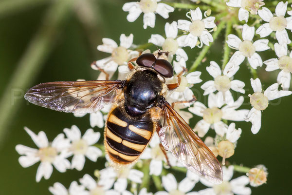 Sericomyia silentis