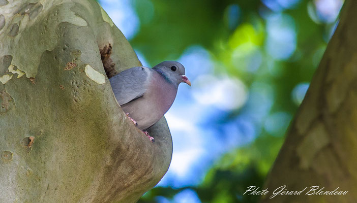 Pigeon colombin au parc de Sceaux