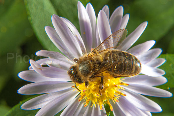 Abeille mellifère noire