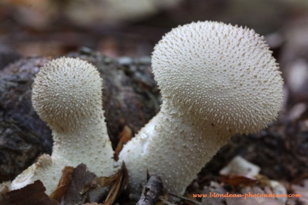 Lycoperdon perlatum; la vesse de loup perlée