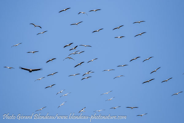 Cigognes blanches