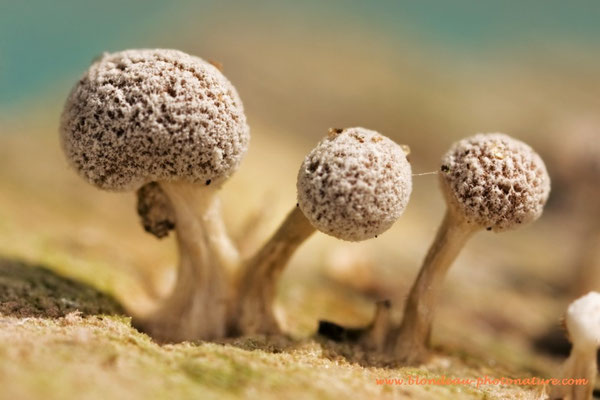 Myxomycetes