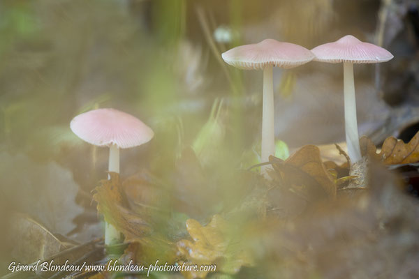 Mycena pura; Mycène pur