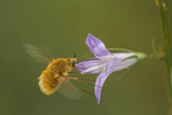 Bombyle