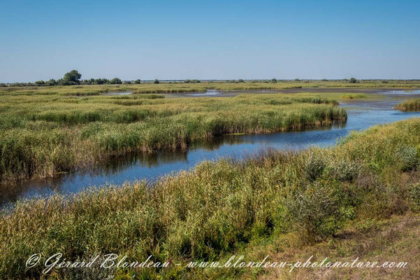 Est du delta avec radeaux de végétation flottants 