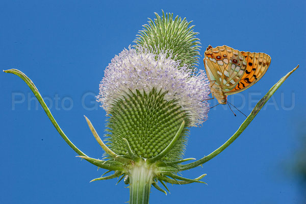 Argynnis adippe sur Cardère