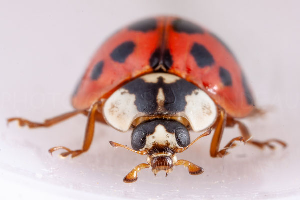 Coccinelle asiatique