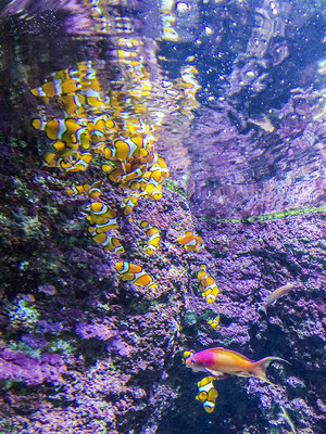 Aquarium St Sébastian Espagne