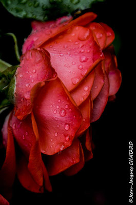 Rose de mon jardin
