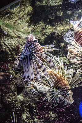 Aquarium St Sébastian Espagne