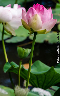 Nénuphar (Nelumbo nucifera, lotus) Parc de Branféré