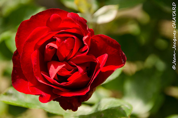 Rose "Acer rubrum" de mon jardin