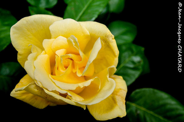 "Rosa chinensis Jacq" de mon jardin
