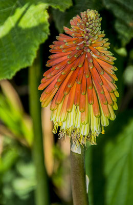 "Tritome - Callistemon citrinus (Curtis) Skeels" au coin d'un chemin en Bretagne