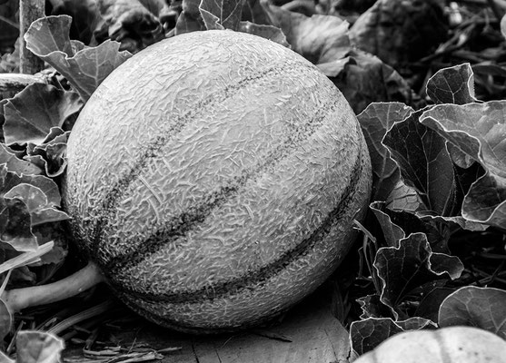 Melon d'Auvergne