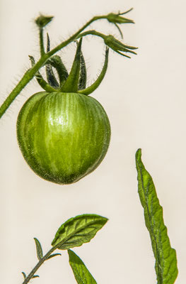 Tomates du jardin