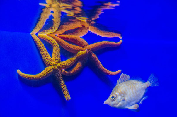 Aquarium St Sébastian Espagne