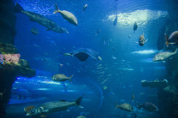 Aquarium St Sébastian Espagne