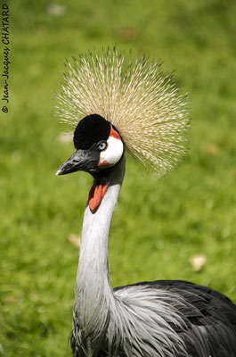 Punk