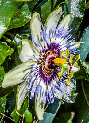 Passiflore de mon jardin