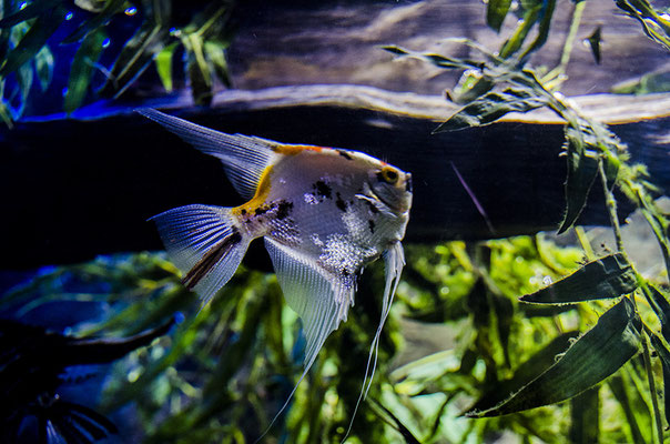 Aquarium St Sébastian Espagne