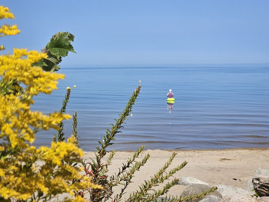 Blick durch die Goldrute auf die Georgian Bay