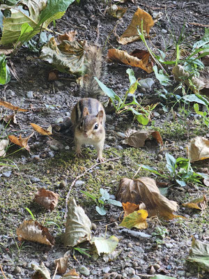 Streifenhörnchen