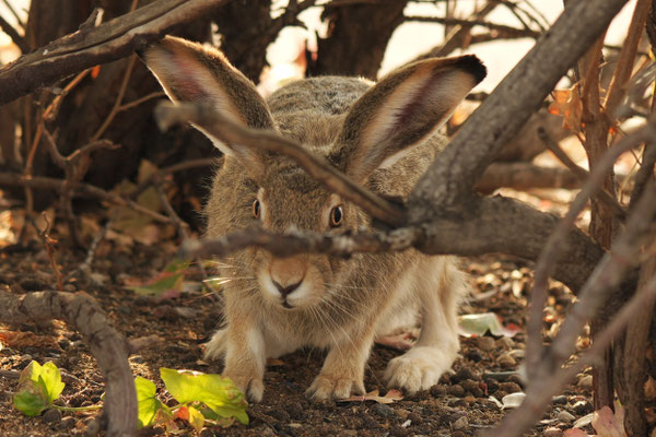 Hase auf öffentlichem Parkplatz in Regina