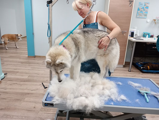 Indy bei der neuen Hundefriseurin in Lichtenau