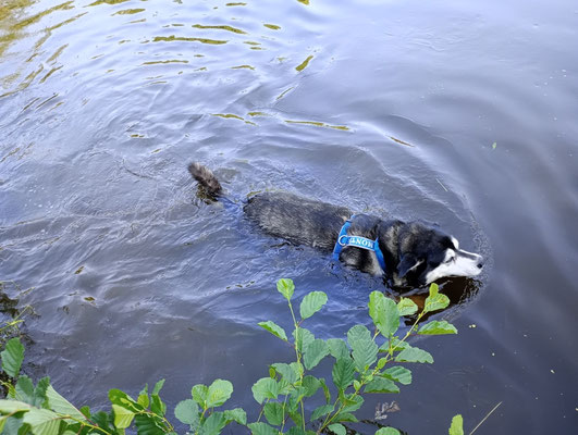 Monti natürlich im Wasser
