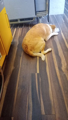 Paula mein Security Dog auf der Arbeit