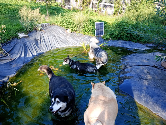 eine Runde baden