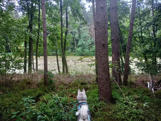 da sind Schwäne, darf ich da hin?