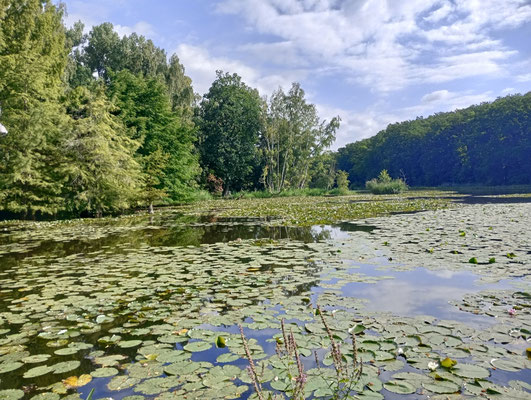 Dennenloher See