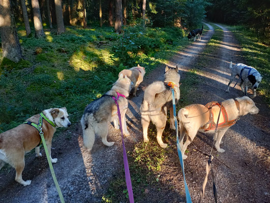 Wie immer im Wald unterwegs