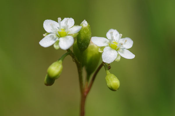 Mittlerer Sonnentau Blüte