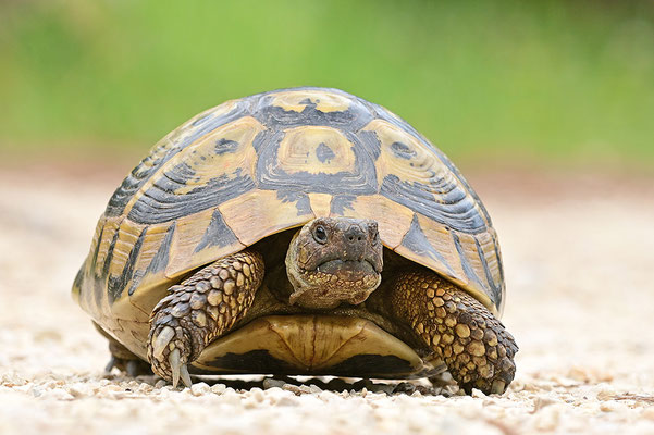 Griechische Landschildkröte