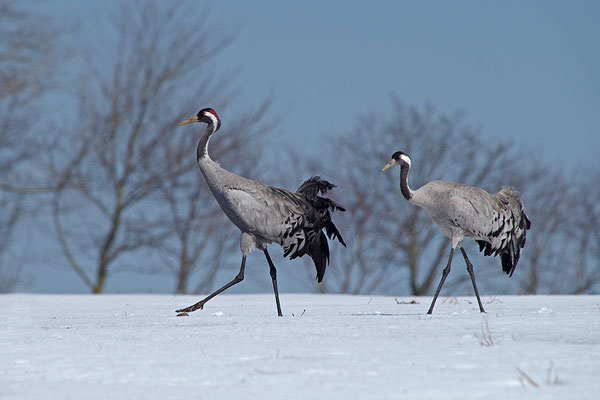 Kraniche  im Schnee