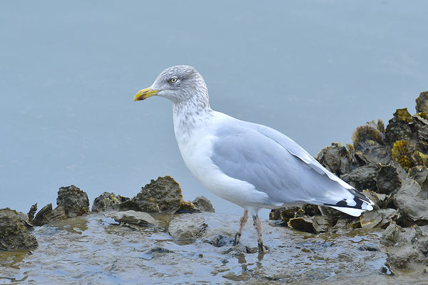 Silbermöwe