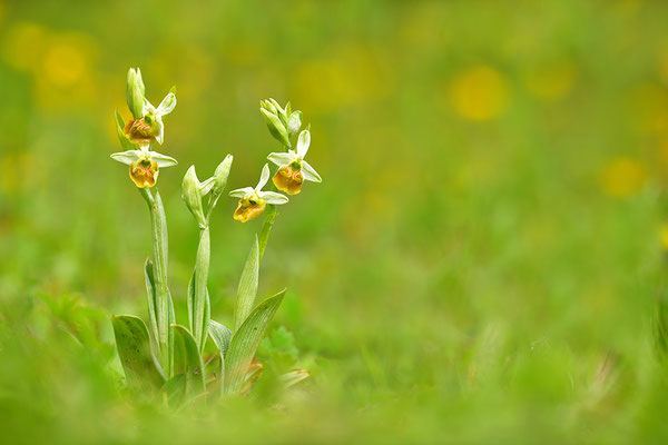 Gelbe Hummelragwurz flavescens