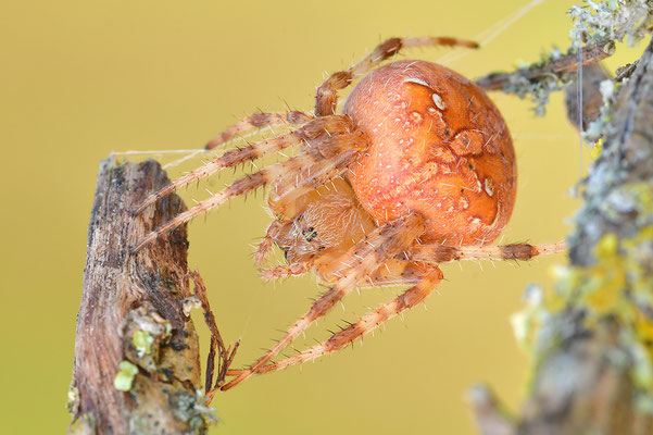 Vierfleckkreuzspinne