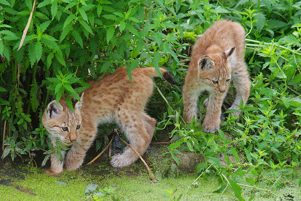 Luchs Jungtiere