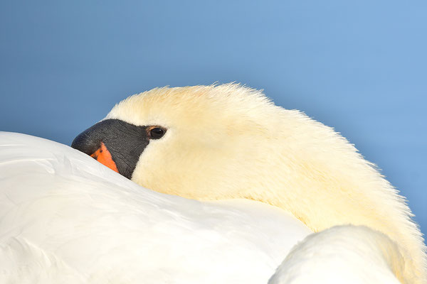 Höckerschwan