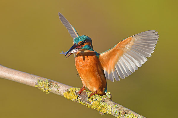 Eisvogel drohend