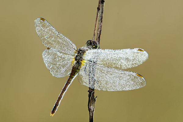 Heidelibelle