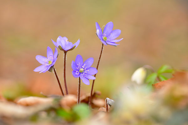 Leberblümchen